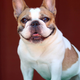 Image for article titled RIP to Beatrice, Modern Family's Beloved Dog Actor